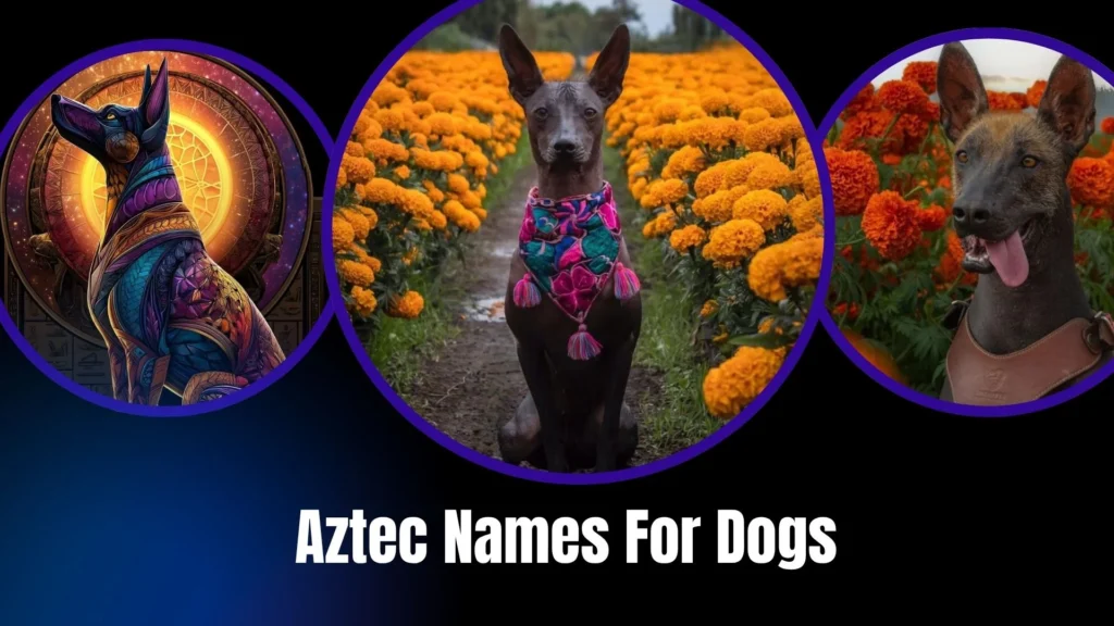 Aztec Names For Dogs