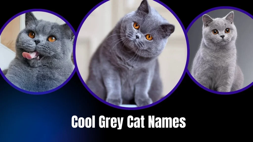 Cool Grey Cat Names