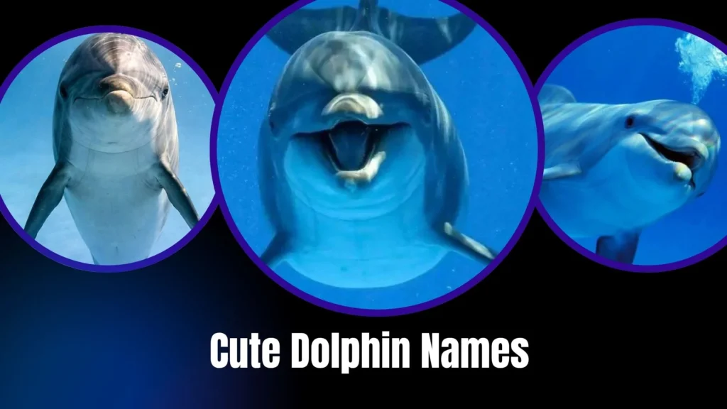Cute Dolphin Names