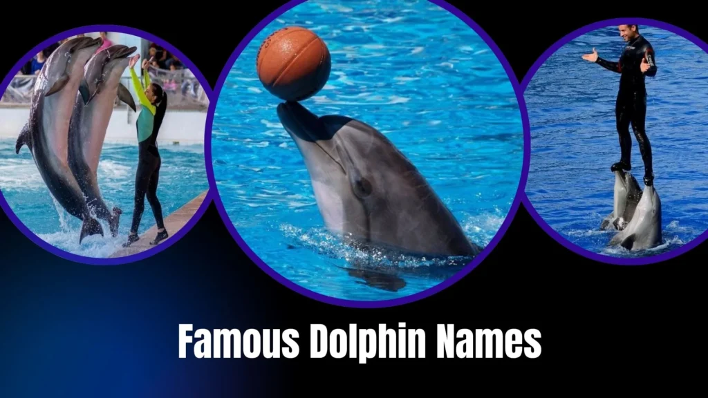Famous Dolphin Names