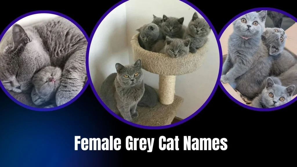 Female Grey Cat Names