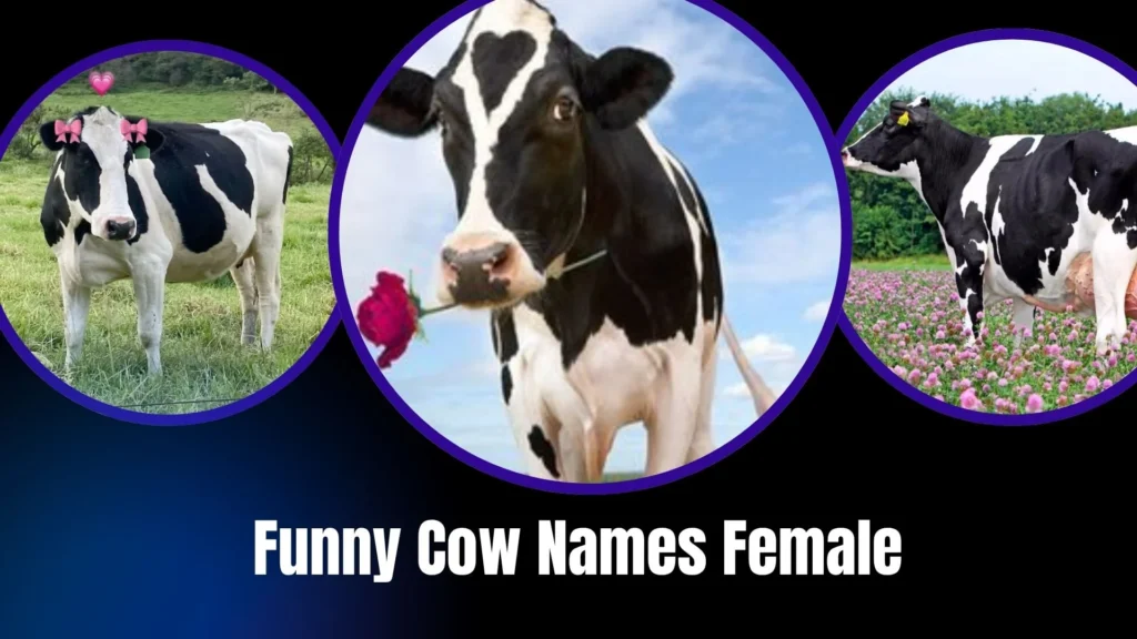 Funny Cow Names Female