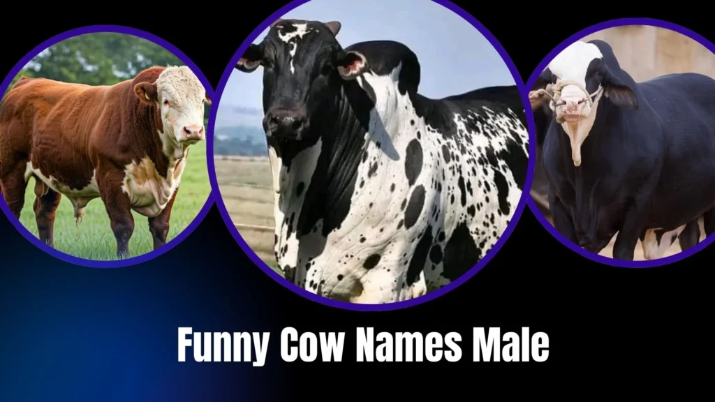 Funny Cow Names Male