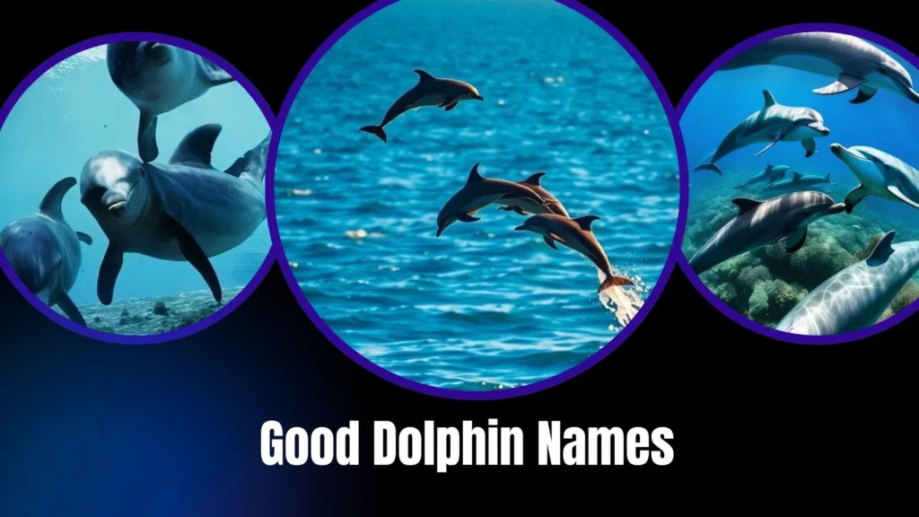Good Dolphin Names