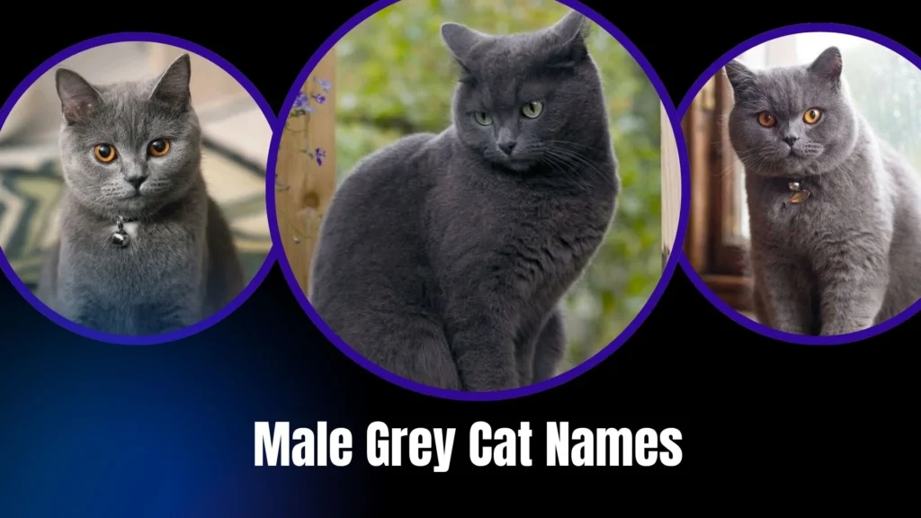 Male Grey Cat Names