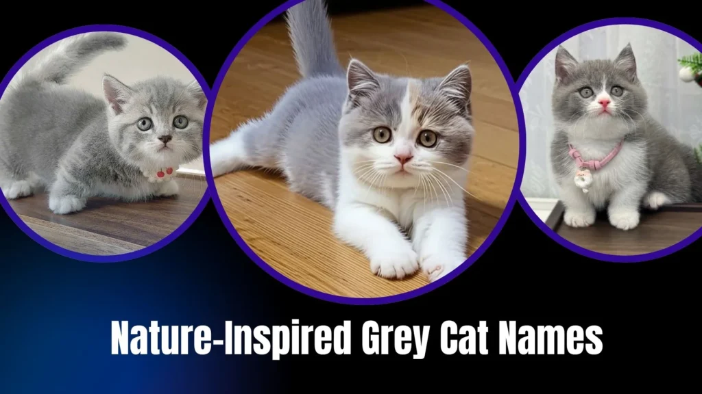 Nature-Inspired Grey Cat Names