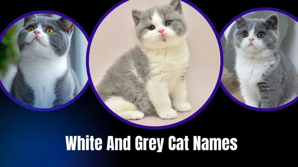 White And Grey Cat Names