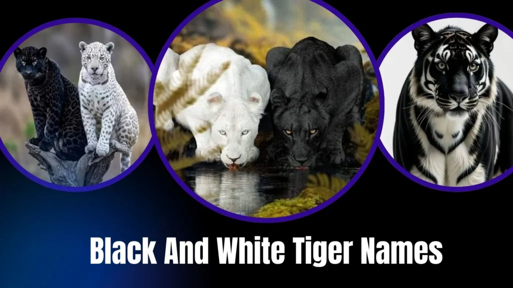 Black And White Tiger Names