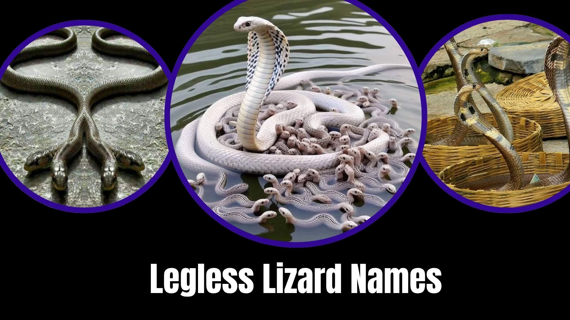 Legless Lizard Names