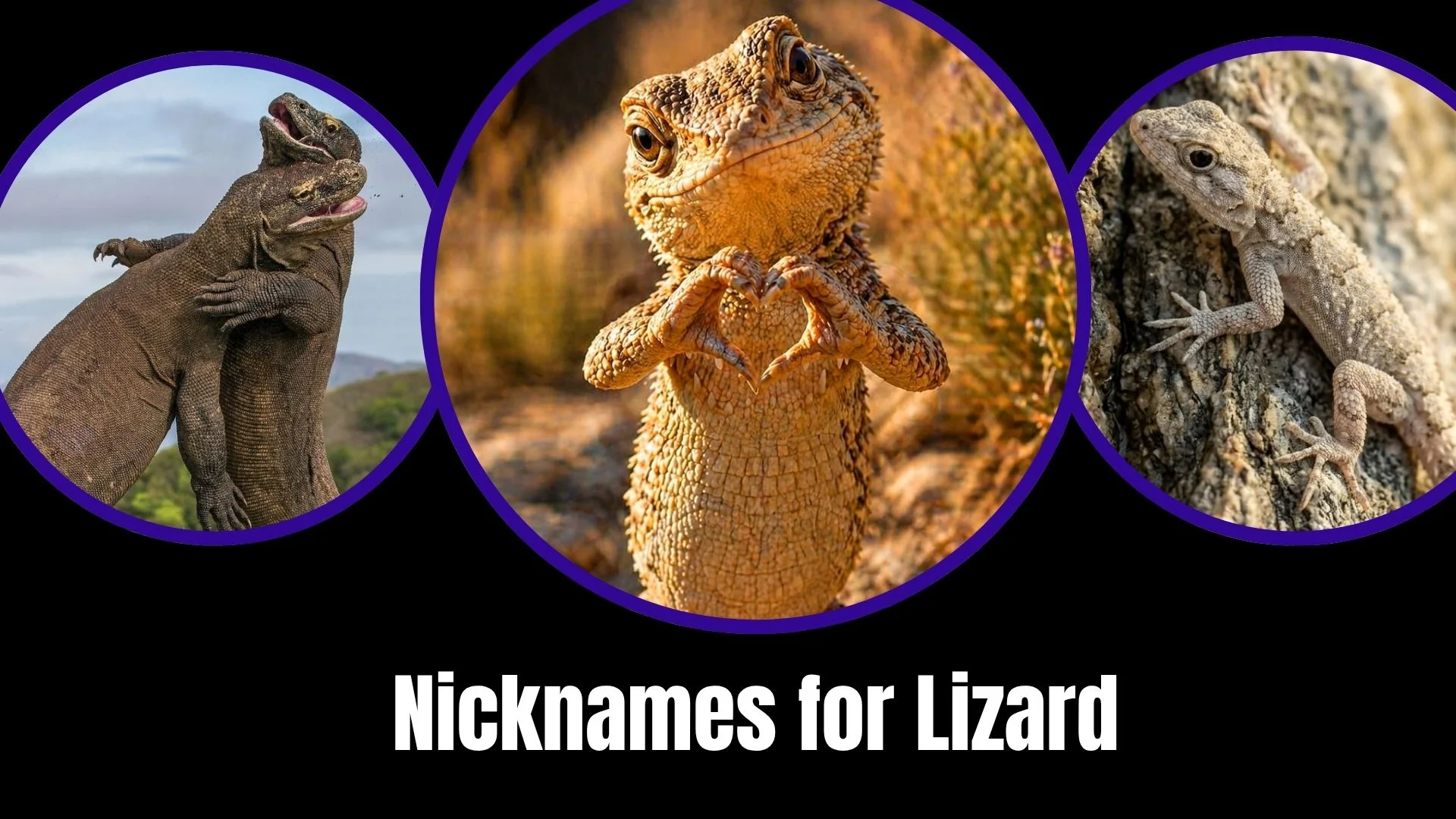 Nicknames for Lizard