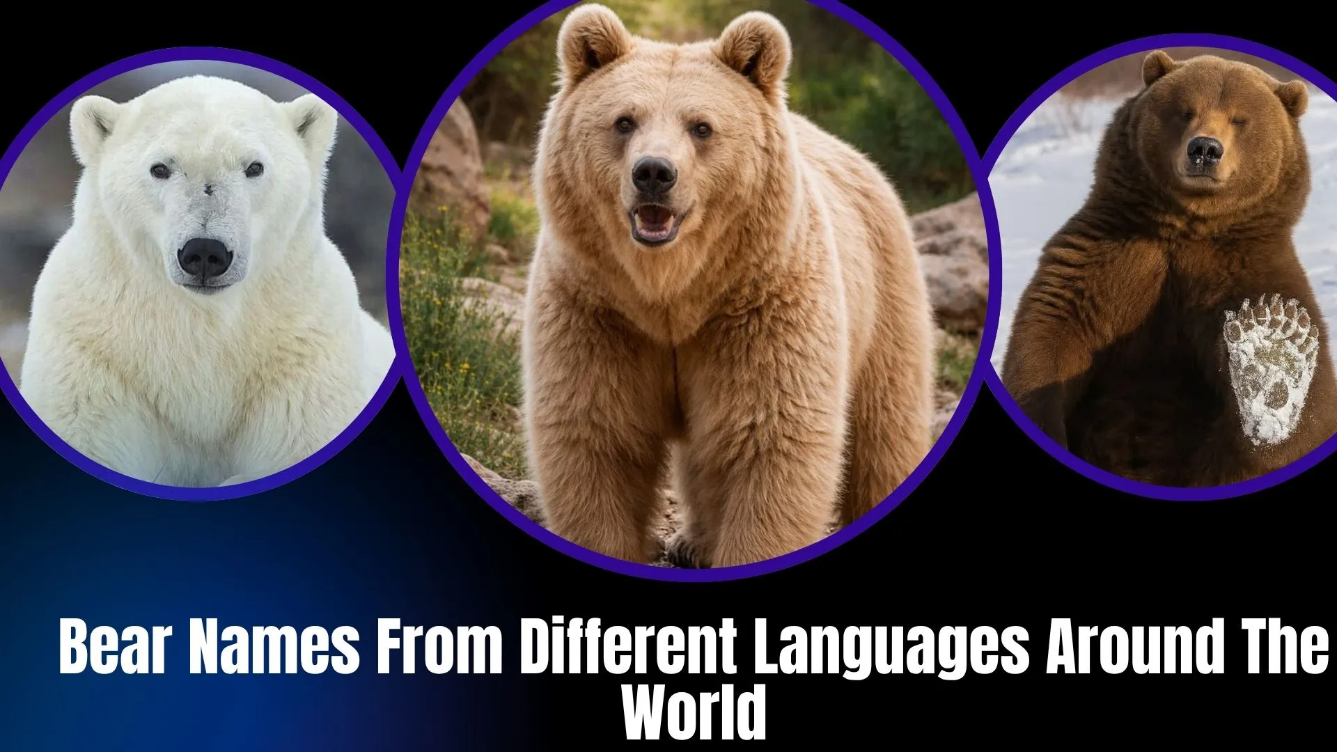 Bear Names From Different Languages Around The World