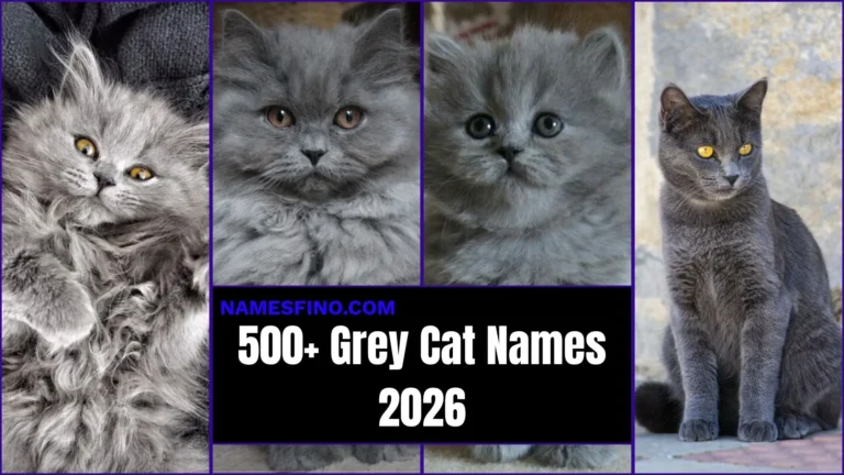 500+ Grey Cat Names: Cute, Unique, and Cool Names for Your Kitten