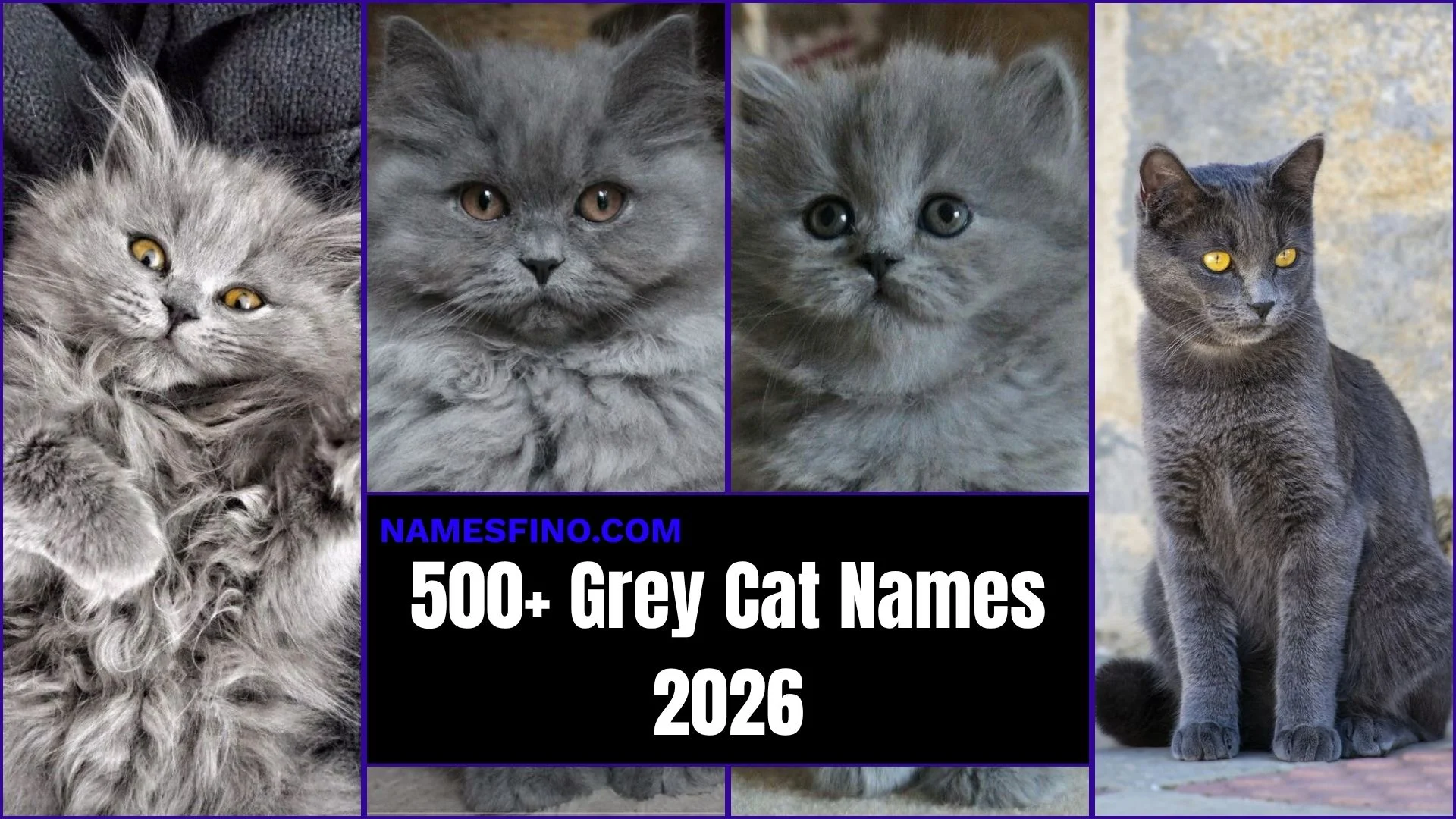 500+ Grey Cat Names: Cute, Unique, and Cool Names for Your Kitten