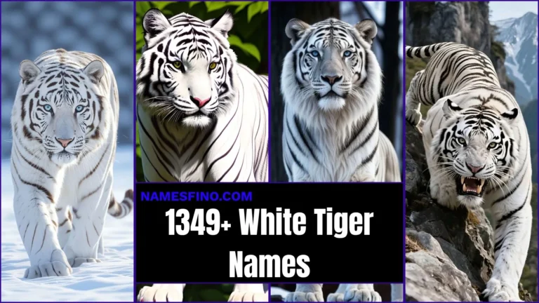 1,349+ White Tiger Names: That Sound Powerful, Rare and Unforgettable You Won’t Believe Some of These