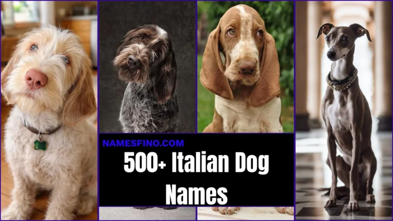 500+ Italian Dog Names: That Sound Adorable, And Have Beautiful Meanings