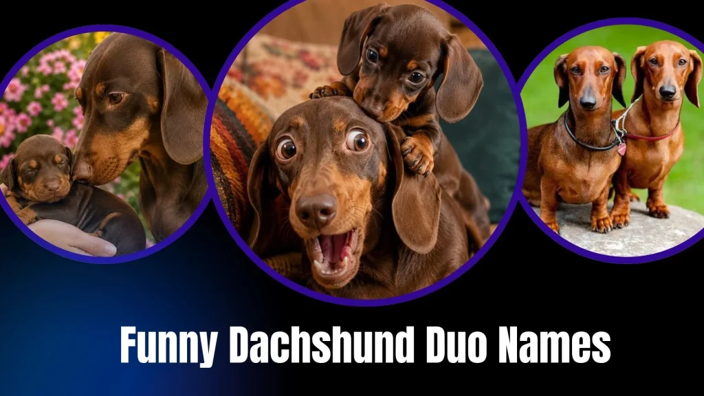 Funny Dachshund Duo Names
